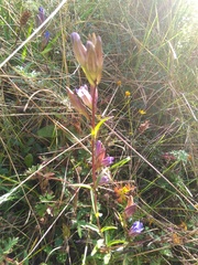 Gentiana laevigata