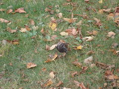 Sturnus vulgaris