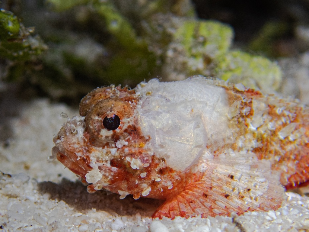 Fowler's scorpionfish (Sebastapistes fowleri) — Scorpaenidae