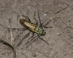 Anthophylax attenuatus