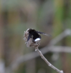 Ogcodocera leucoprocta