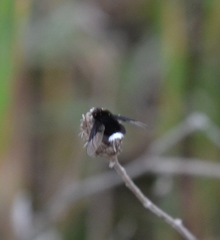 Ogcodocera leucoprocta