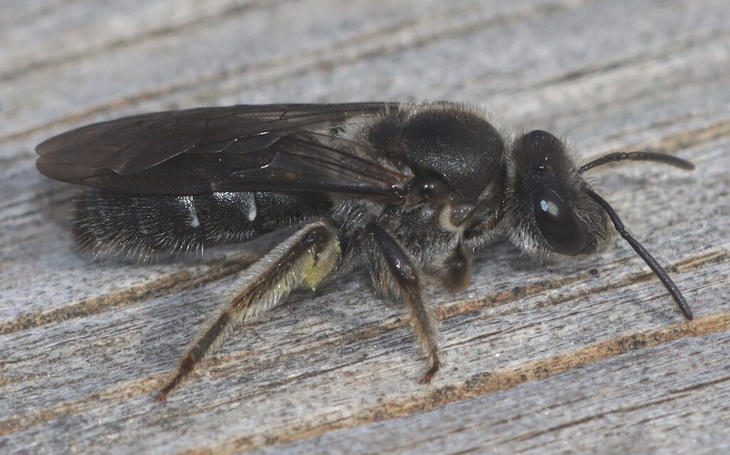 Lasioglossum dissimulator