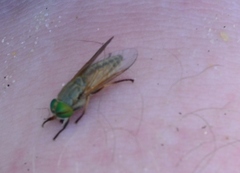 Tabanus nigrovittatus