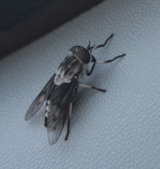 Tabanus trimaculatus