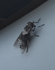 Tabanus trimaculatus