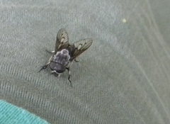 Tabanus trimaculatus