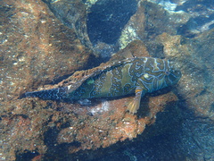 Cirrhitus rivulatus