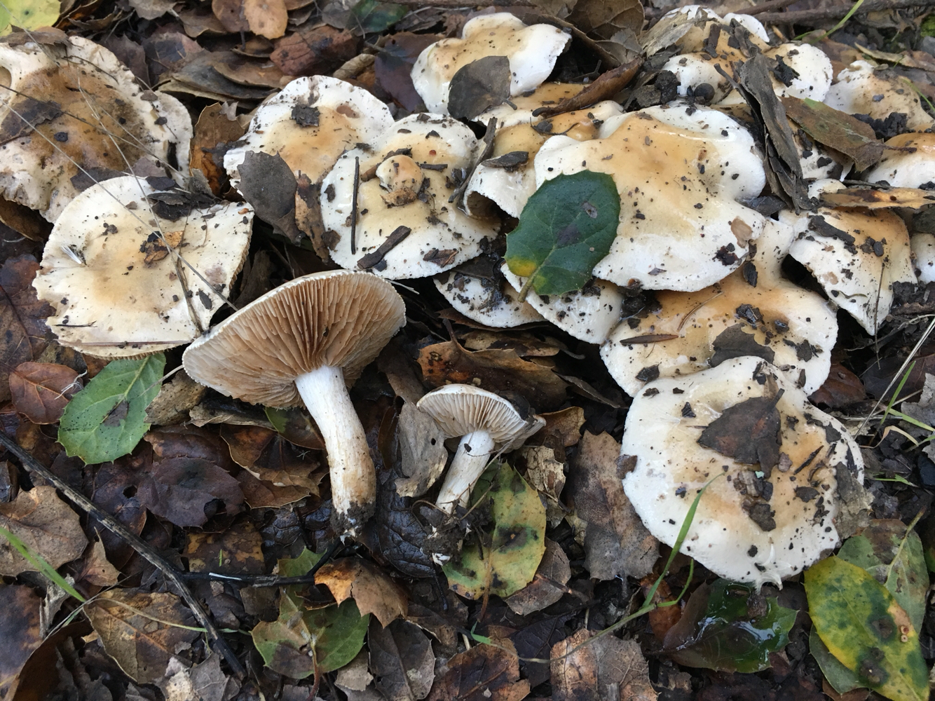 Hebeloma crustuliniforme image