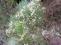 Baccharis scoparia