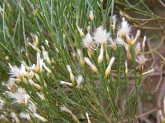 Baccharis scoparia