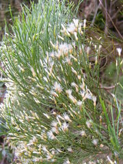 Baccharis scoparia