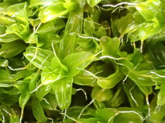 Syntrichia laevipila