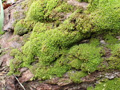 Syntrichia laevipila