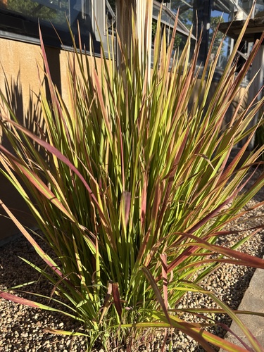 Imperata cylindrica iNat (3)