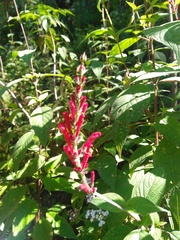Salvia cinnabarina