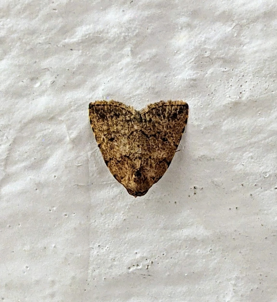 Anachrostis siccana