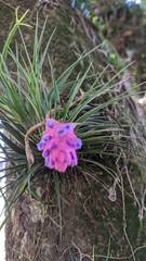 Tillandsia stricta