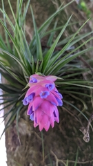 Tillandsia stricta