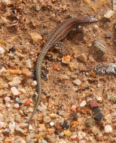 Podarcis virescens