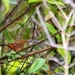 Long-billed Wren - Photo (c) Douglas Bete, some rights reserved (CC BY-NC), uploaded by Douglas Bete