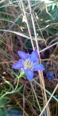 Gentiana bicuspidata
