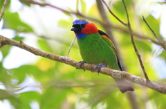 Tangara cyanocephala