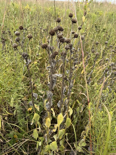 Yellow Crownbeard (Verbesina helianthoides)