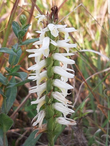 Great Plains Ladies' Tresses