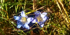 Gentiana bicuspidata