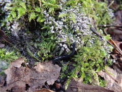 Microplana terrestris