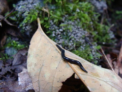 Microplana terrestris