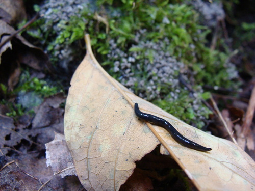 Donkere landplatworm, photo 5 of 10