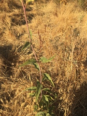 Helianthus californicus