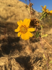 Helianthus californicus