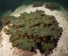Pocillopora aliciae