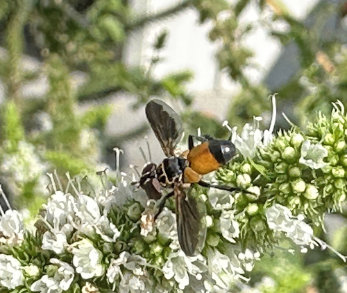 Unknown species found near NE 35th St, Vancouver, WA, US