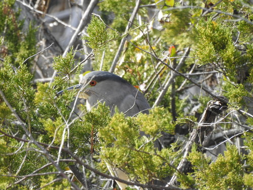 Black-crowned Night Heron photographed in North Carolina