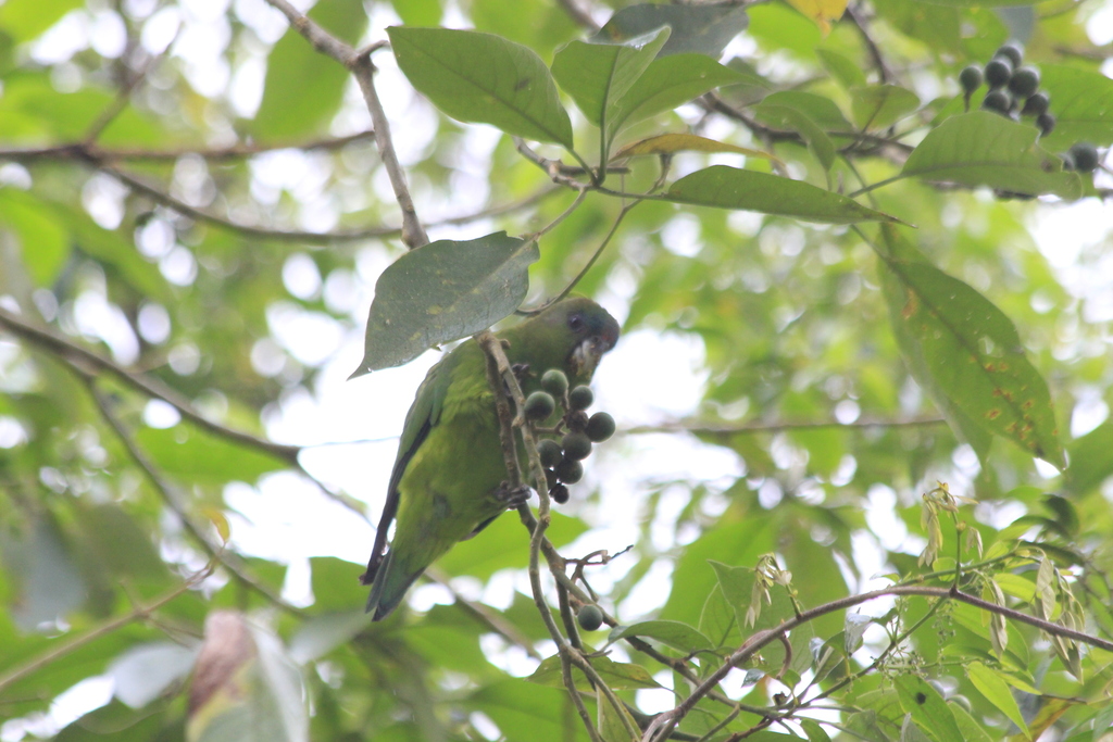 Pileated Parrot