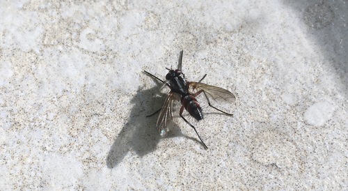 Mintho rufiventris, Voerendaal, Netherlands, photo 6 of 10