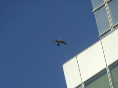 Falco peregrinus anatum