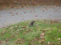 Sturnus vulgaris