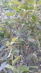 Prunus myrtifolia