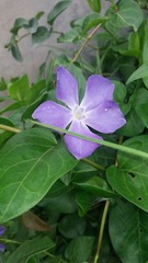Vinca major