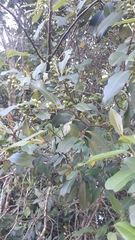 Prunus myrtifolia
