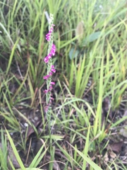 Spiranthes sinensis