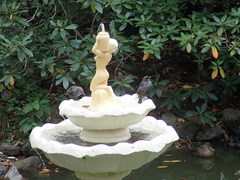Sturnus vulgaris
