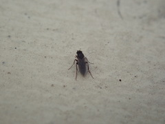 Diptera