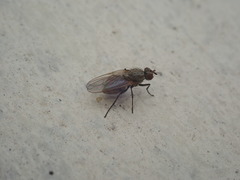 Anthomyiidae