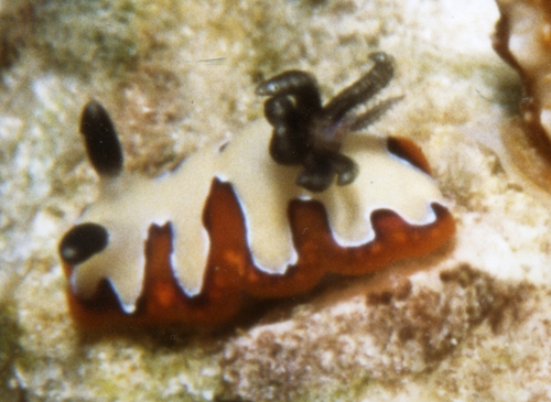 Faithful Sea Slug
